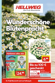 Aktueller Hellweg Prospekt mit Bio, "Wunderschne Blütenpracht", Seite 1