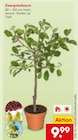 Zwergobstbaum Angebote bei Netto Marken-Discount Schwäbisch Gmünd für 9,99 €