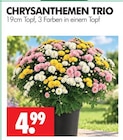 CHRYSANTHEMEN TRIO Angebote bei Wreesmann Freiberg für 4,99 €
