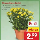 Chrysantheme Santini im Angebot bei Netto Marken-Discount in Delmenhorst Chrysantheme Santini Angebote bei Netto Marken-Discount Delmenhorst für 2,99 €