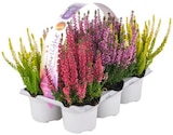 Aktuelles Besenheide »Beauty Ladies Starlight« Angebot bei REWE in Halle (Saale) ab 6,99 €