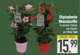 Dipladenia Mandaville bei EDEKA im Ruhmannsfelden Prospekt für 15,99 €