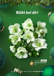 Lidl Christrose im Prospekt Lidl Christrose im Prospekt