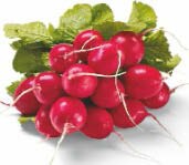 Radieschen bei Netto Marken-Discount in Bottrop Radieschen im Angebot bei Netto Marken-Discount Bottrop für 0,59 €