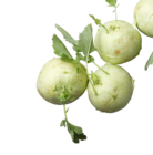 Kohlrabi bei ALDI SÜD im Nittendorf Prospekt für 0,45 €