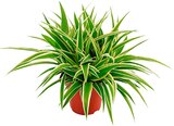 Aktuelle Zimmerpflanzen Angebote bei Penny in Mannheim Aktuelles Grünlilie Angebot bei Penny in Mannheim ab 2,79 €
