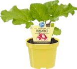 Bio-Rhabarber Angebote von Blu bei OBI Gera für 3,99 €