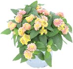 Wandelröschen im Angebot bei Penny in Dülmen Wandelröschen Angebote bei Penny Dülmen für 2,39 €