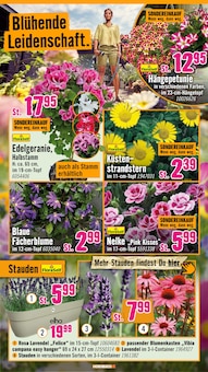 Kissen im Hornbach Prospekt "Den besten Preis kann nur anbieten, wer ihn wirklich hat." mit 32 Seiten (Mainz)