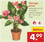 Flamingoblume bei Netto Marken-Discount im Ganderkesee Prospekt für 4,99 €