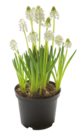 Traubenhyazinthe Angebote bei ROSENGUT Langerwisch Potsdam für 1,99 €