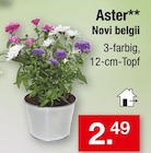 Aster Novi belgii im aktuellen Zimmermann Prospekt