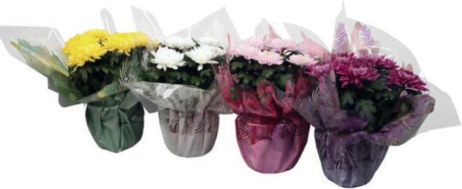 Géant Casino Rosny-sous-Bois - Chrysanthèmes Zembla Promo Chrysanthèmes Zembla dans le catalogue Géant Casino Priorité aux promos à Rosny-sous-Bois
