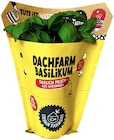 Dachfarm Basilikum Angebote bei REWE Wetzlar für 2,29 €
