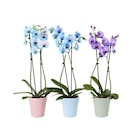 Orchidée teintée - Carrefour à Saint-Étienne Orchidée teintée en promo chez Carrefour Saint-Étienne à 14,99 €
