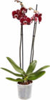 Orchidee im Angebot bei Netto Marken-Discount in Fellbach Orchidee Angebote bei Netto Marken-Discount Fellbach für 4,99 €