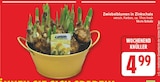 Zwiebelblumen in Zinkschale für 4,99 € bei EDEKA im Angebot Zwiebelblumen in Zinkschale im aktuellen EDEKA Prospekt