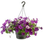 Suspension plantes fleuries mélange de saison coloris multicolore - diamètre 27 cm - BOTANIC® - Botanic Suspension plantes fleuries mélange de saison coloris multicolore - diamètre 27 cm - BOTANIC® à 15,49 € dans le catalogue Botanic