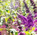 Sommerflieder Angebote bei Garten-Center Nordharz GmbH & Co. KG Salzgitter für 8,99 €