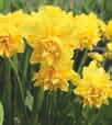 Narcissus Boucle bei BAUHAUS in Willich Narcissus Boucle im Angebot bei BAUHAUS Willich für 2,99 €
