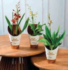 Orchidée dans le catalogue Super U