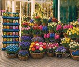 Blumenzwiebeln im Angebot bei Netto mit dem Scottie in Brandenburg Blumenzwiebeln Angebote bei Netto mit dem Scottie Brandenburg für 0,99 €