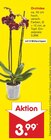 Aktuelles Orchidee Angebot bei Netto Marken-Discount in Bielefeld ab 3,99 €