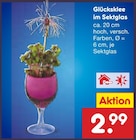 Glücksklee im Sektglas Angebote bei Netto Marken-Discount Mülheim für 2,99 €