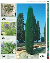Palmier Angebote im Prospekt "PRÉPAREZ L’AUTOMNE : JARDIN - BRICOLAGE" von Carrefour auf Seite 11