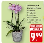 EDEKA Sternenfels Prospekt mit  im Angebot für 9,99 €