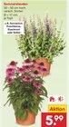 Sommerstauden Angebote bei Netto Marken-Discount Rottenburg für 5,99 €