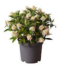 Zwerg-Sommerflieder Buddleja davidii 'Butterfly Candy' Angebote bei Hagebaumarkt Paderborn für 9,99 €