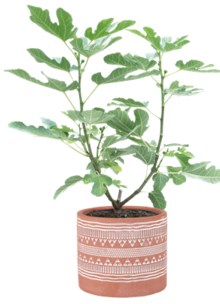 OBI Oelde - Feigenpflanzen (Ficus) Feigenpflanzen (Ficus) Angebot bei OBI Oelde im Prospekt ALLES MACHBAR