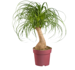 Plante verte 'Maya' en promo chez Lidl Amiens à 14,99 €
