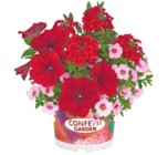 NETTO mit dem Scottie - Blühmix „Confetti Garden“ Angebot im Prospekt Blühmix „Confetti Garden“ bei NETTO mit dem Scottie im Prospekt Günstig. Besser. Für Dich. für 1,99 €