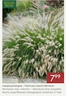 Lampenputzergras bei Pflanzen Kölle im Prospekt "" für 7,99 €