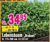Lebensbaum Brabant Angebote bei Hornbach Unna für 34,95 €