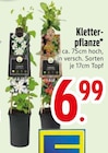 Kletterpflanze  im aktuellen EDEKA Prospekt für 6,99 €