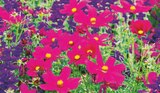 toom Baumarkt Pesterwitz - "Blütensommer"-Mix Angebot im Prospekt "Blütensommer"-Mix bei toom Baumarkt im Pesterwitz Prospekt für 2,99 €