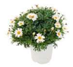 Anthémis - Truffaut Anthémis à 7,99 € dans le catalogue Truffaut