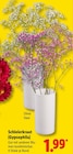 Schleierkraut (Gypsophila)  im aktuellen Lidl Prospekt für 1,99 €