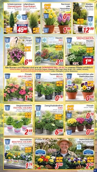 Stiefmütterchen im CENTERSHOP Prospekt "Da geht was." mit 16 Seiten (Herne)