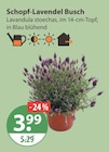 Schopf-Lavendel Busch von  im aktuellen V-Markt Prospekt für 3,99 €