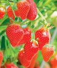 Promo Fraisiers à 3,99 € dans le catalogue Delbard à Morzine
