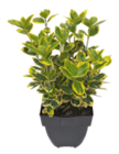 Blumen Ostmann Bad Zwischenahn - Heckenpflanzen Angebot im Prospekt Heckenpflanzen bei Blumen Ostmann im Bad Zwischenahn Prospekt für 5,99 €