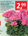 BAUHAUS Nauen - Geranie 'LittlePink Splach' in Bioform Top Geranie 'LittlePink Splach' in Bioform Top Angebot bei BAUHAUS Nauen im Prospekt Handzettel KW 18