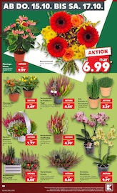 Blumen im Kaufland Prospekt in Frankfurt Aktueller Kaufland Prospekt mit Blumen, "Hier bin ich richtig", Seite 52