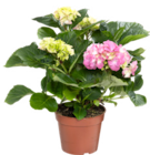 Hortensie Angebote von Gardenline bei ALDI Nord Aurich für 4,99 €
