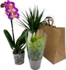 Aktuelle Blumen Angebote bei E center in Ulm Aktuelles Pflanzenmix Angebot bei E center in Ulm ab 9,99 €