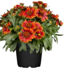 Pflanzen Kölle Dallgow-Döberitz - Kokardenblume Angebot im Prospekt Kokardenblume bei Pflanzen Kölle im Dallgow-Döberitz Prospekt für 7,99 €
